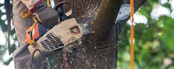 Best Tree Removal  in Plymouth, IN