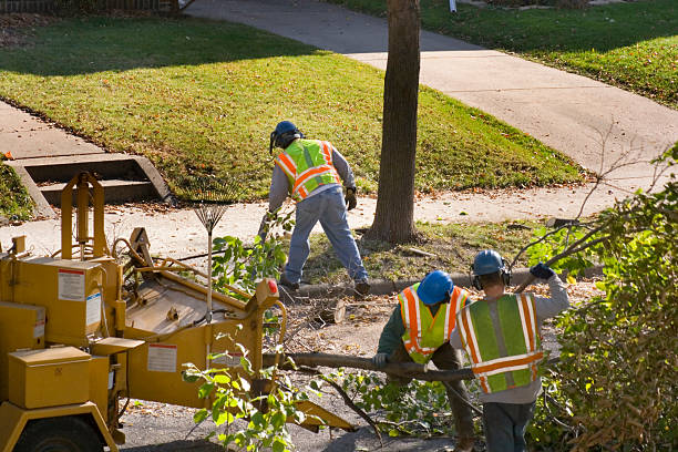 Best Tree Trimming and Pruning  in Plymouth, IN