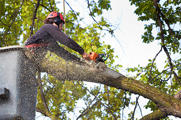 How Our Tree Care Process Works  in  Plymouth, IN